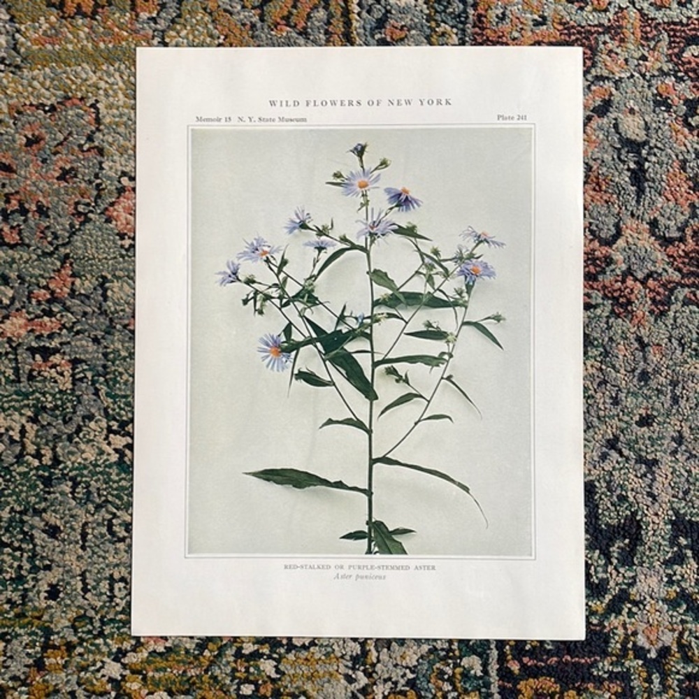 🖤 5/$25 Antique Botanical Plant print flower